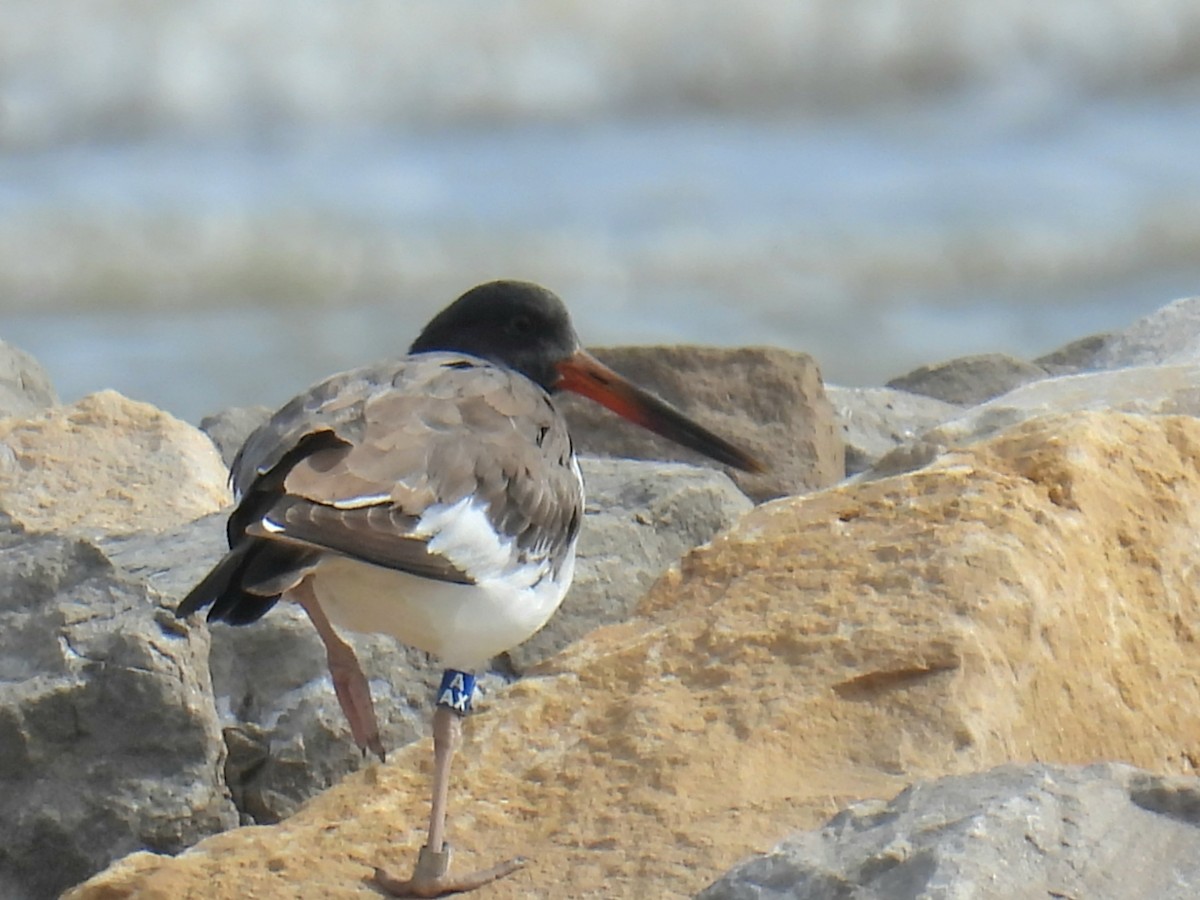 American Oystercatcher - ML644120236