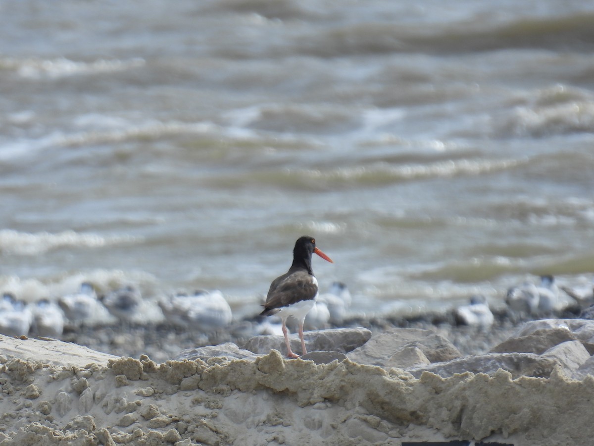 American Oystercatcher - ML644120237