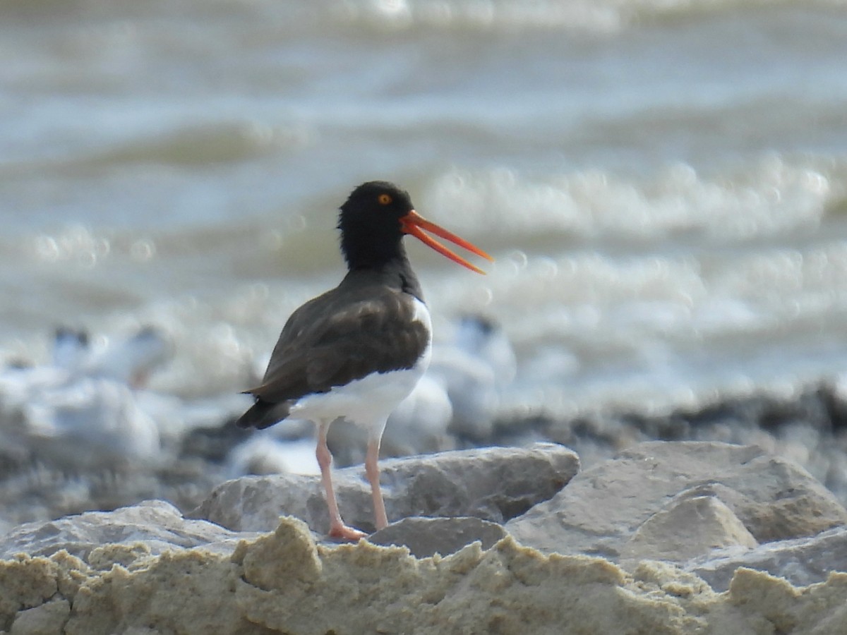 American Oystercatcher - ML644120238