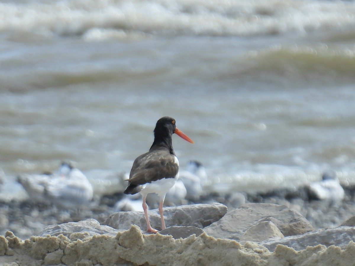American Oystercatcher - ML644120239