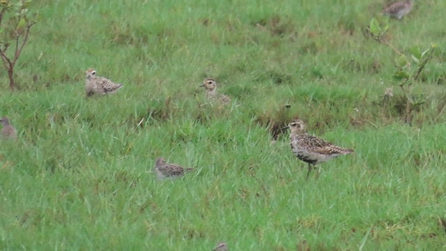 Pacific Golden-Plover - ML644120246
