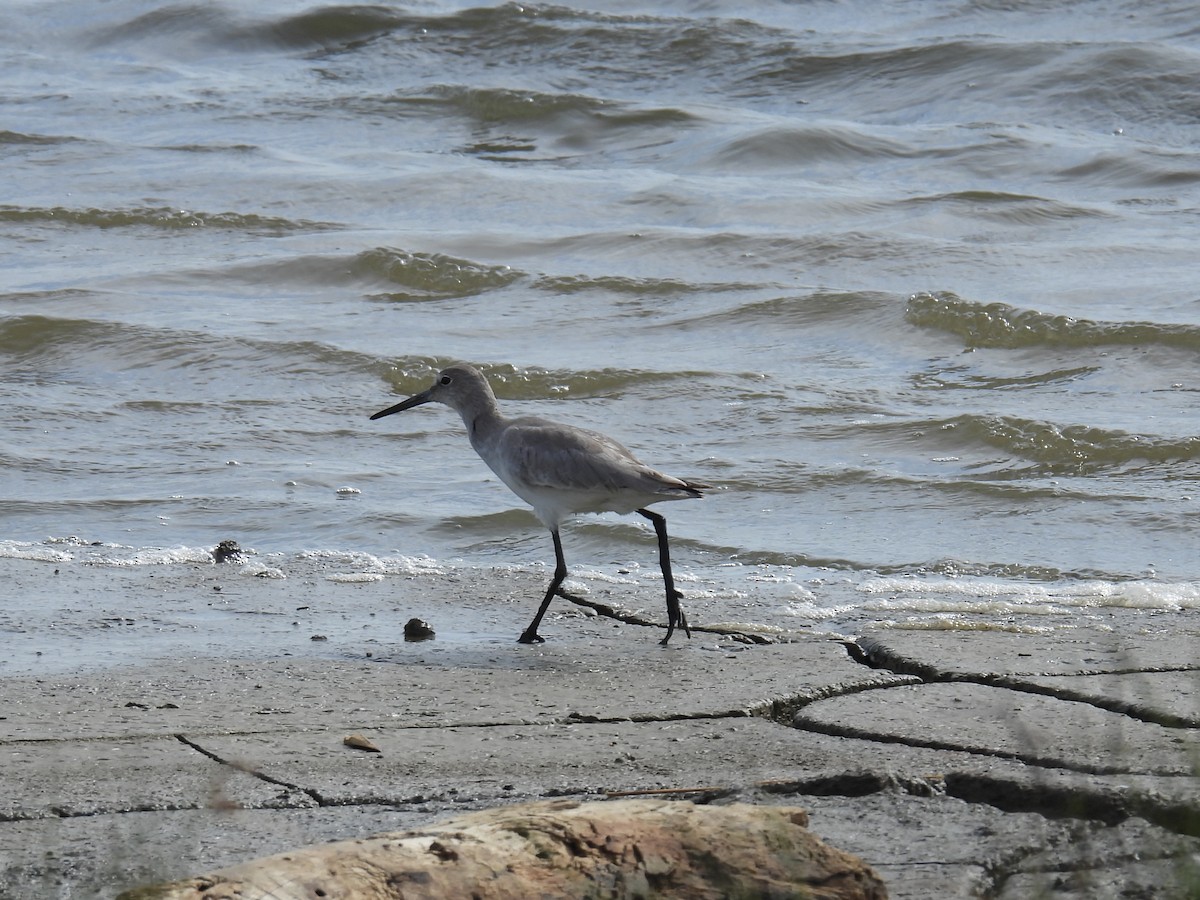 Willet - ML644120261
