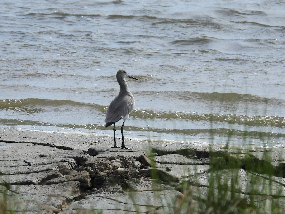 Willet - ML644120262