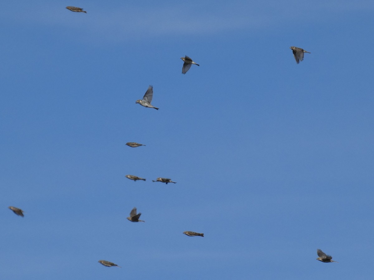 Lapland Longspur - ML644120277