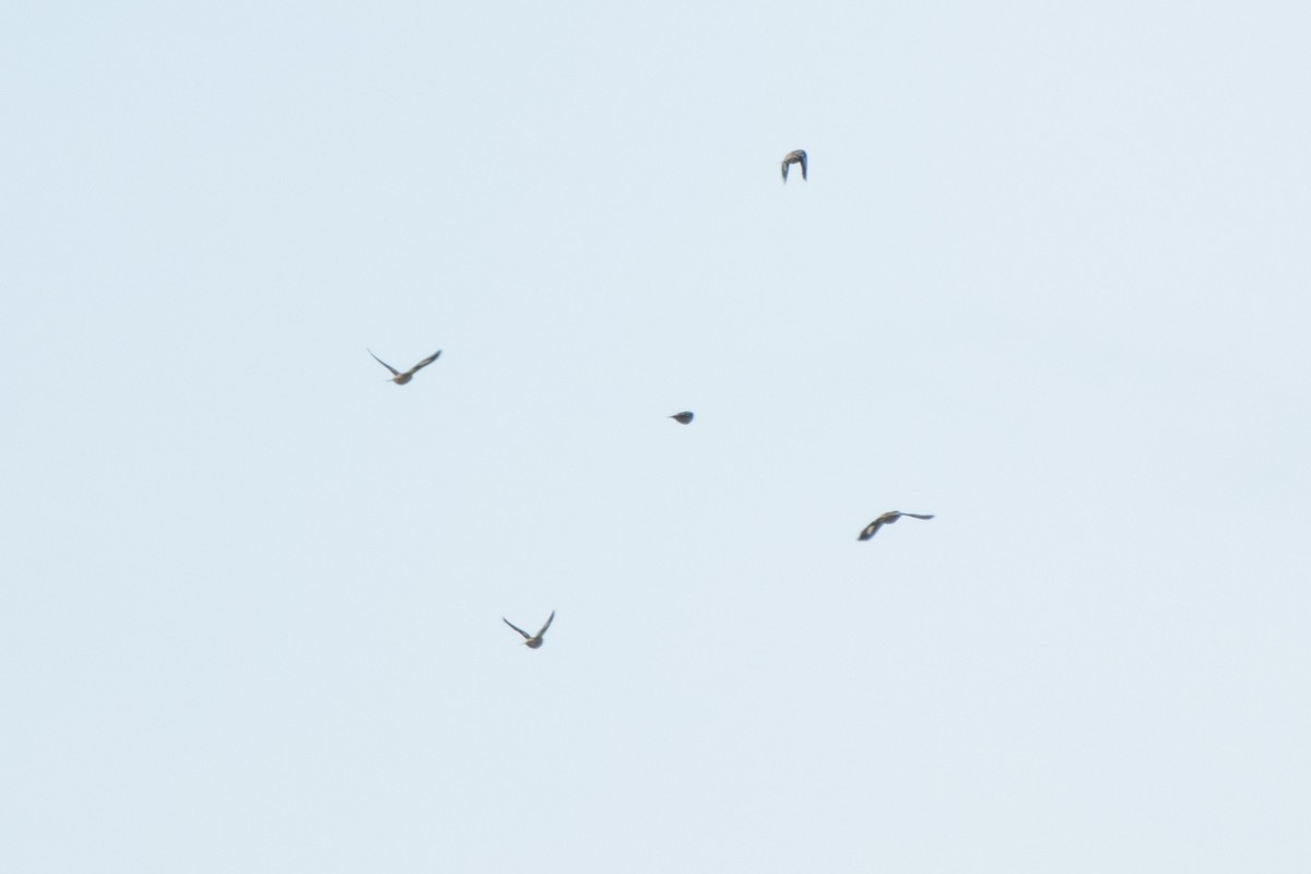 Evening Grosbeak - ML644120280