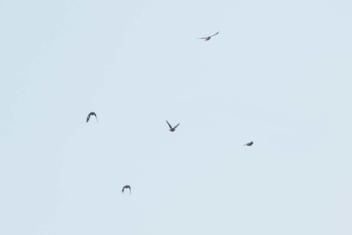 Evening Grosbeak - ML644120281