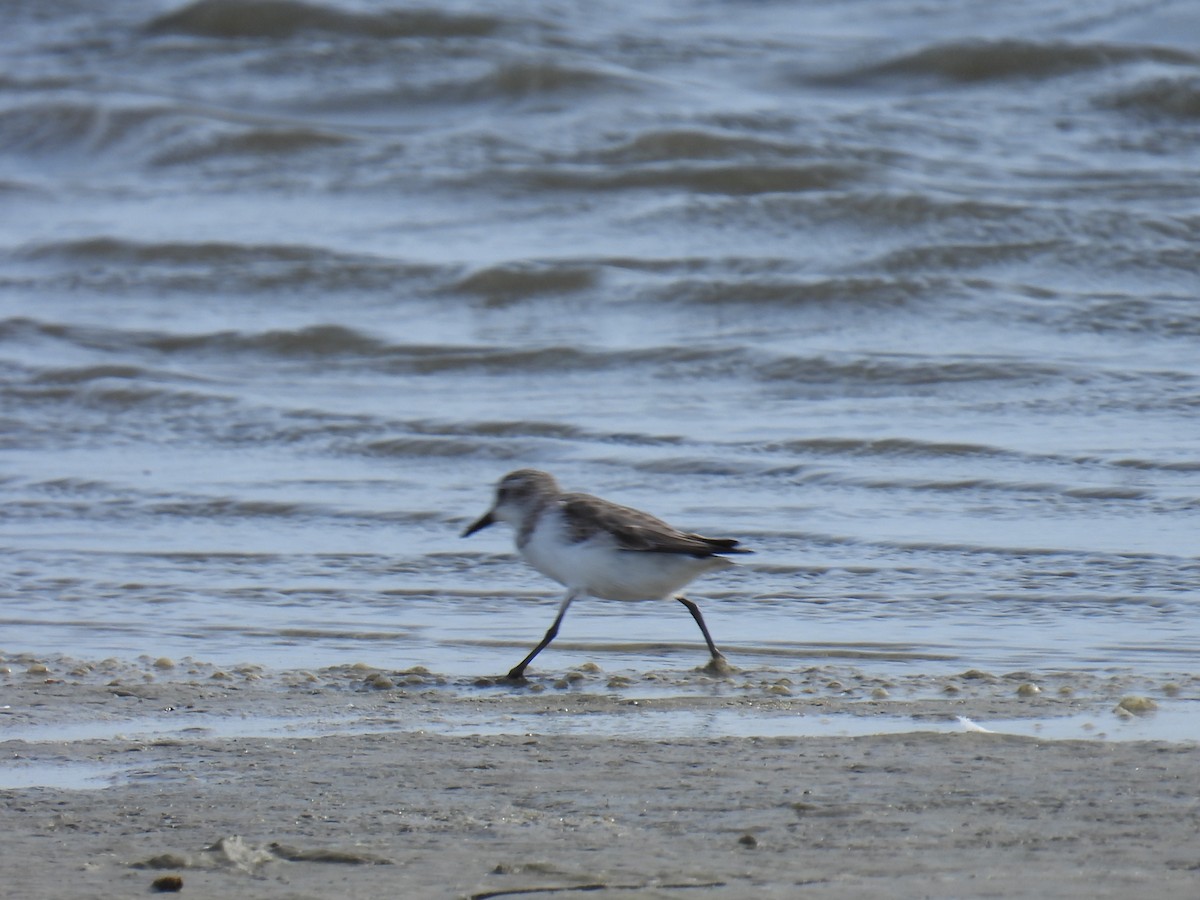 Western Sandpiper - ML644120283