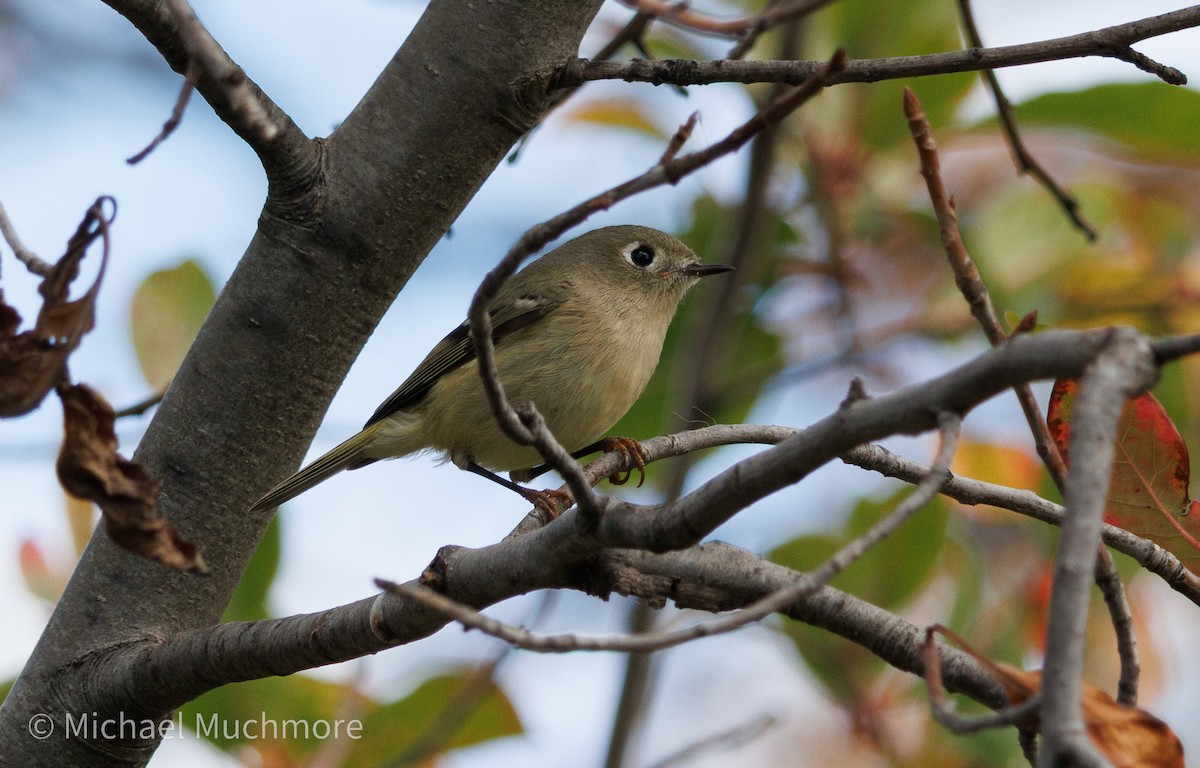 Ruby-crowned Kinglet - ML644120287
