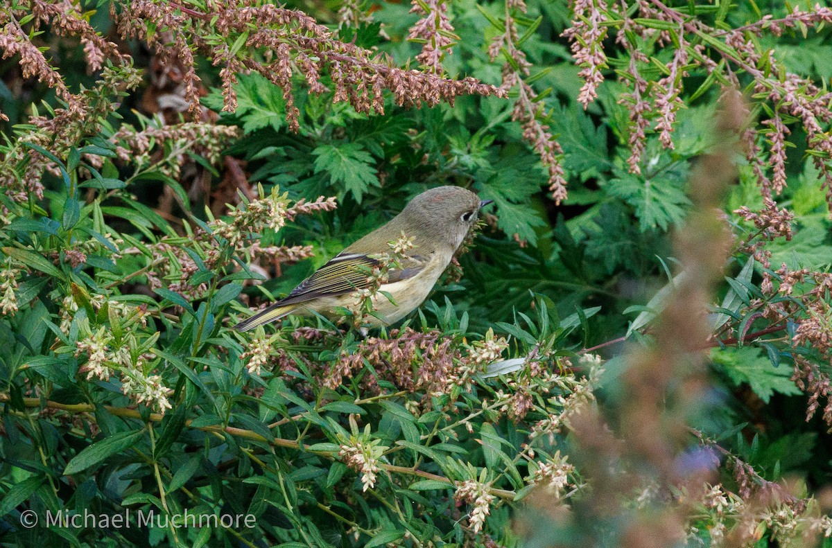 Ruby-crowned Kinglet - ML644120288