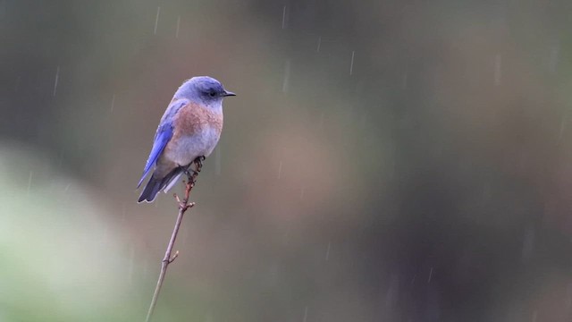 Western Bluebird - ML644120308
