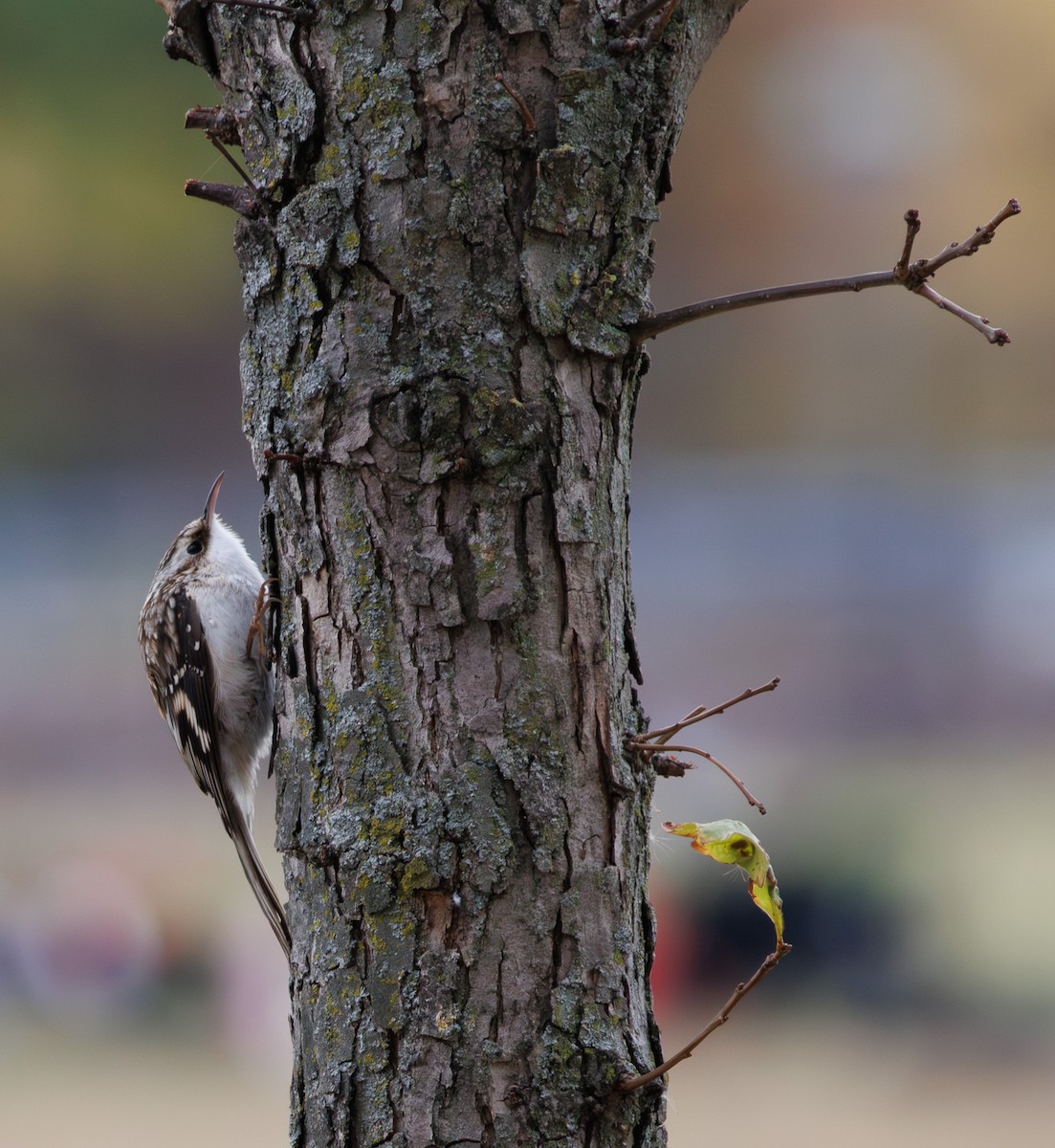 Brown Creeper - ML644120312