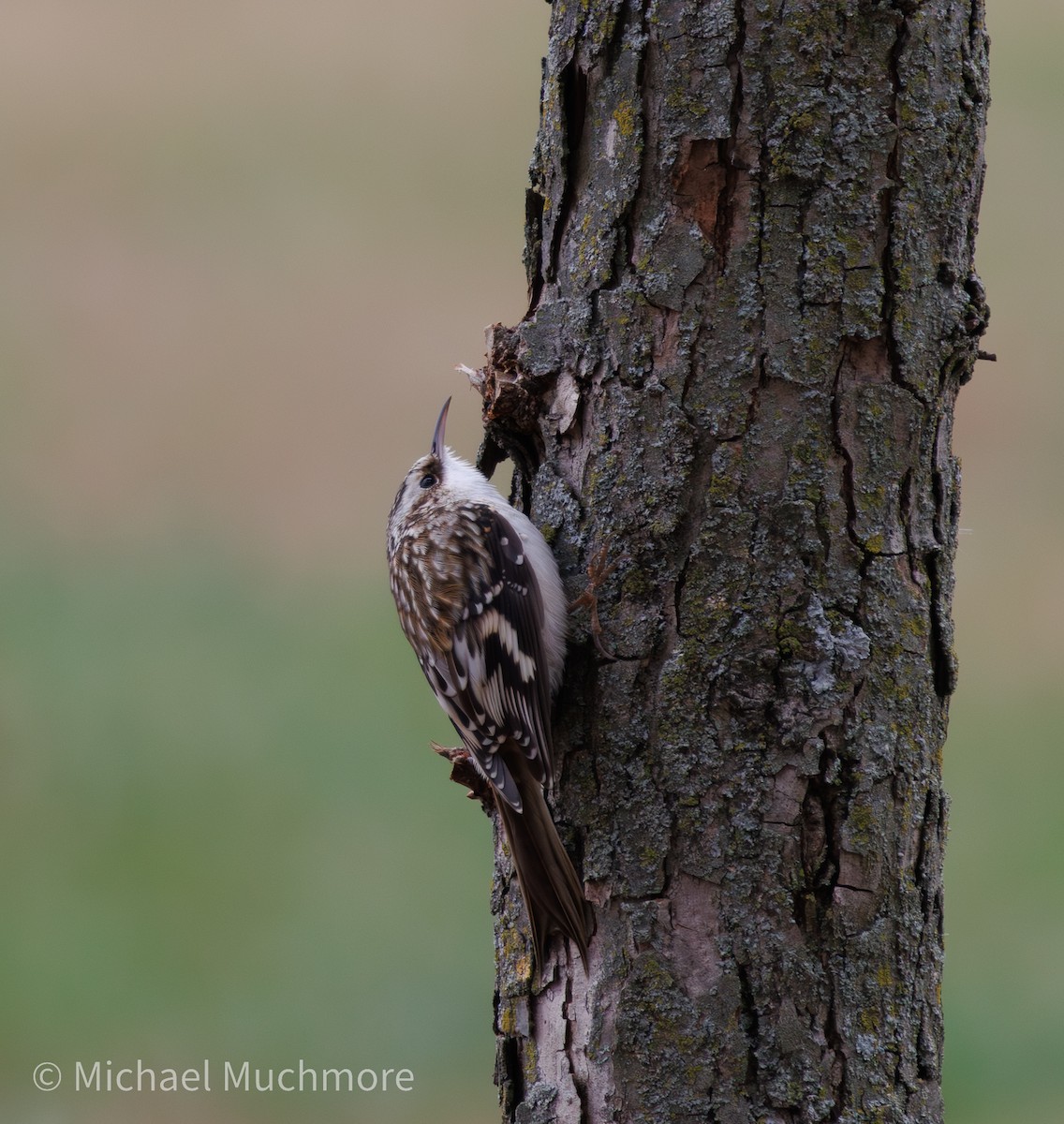 Brown Creeper - ML644120313