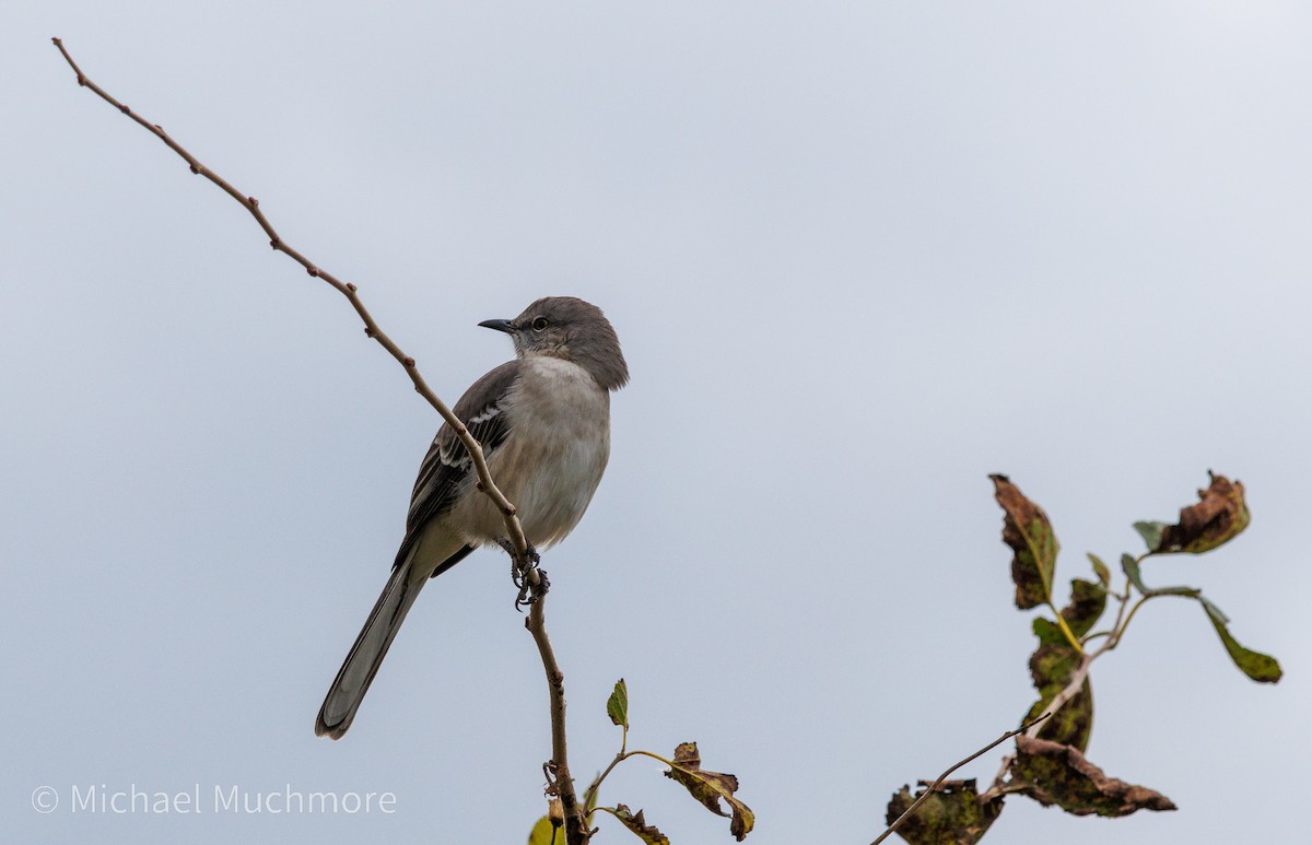 Northern Mockingbird - ML644120319