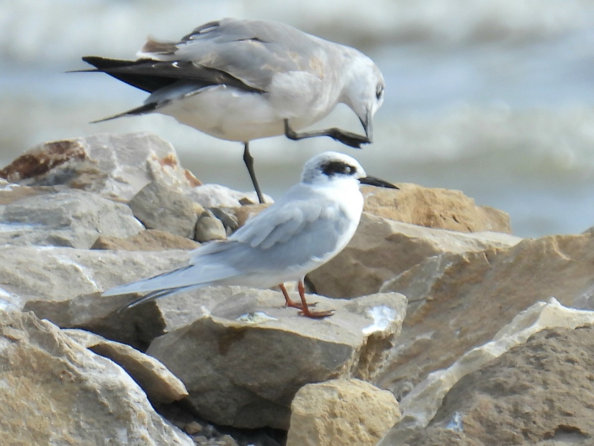 Forster's Tern - ML644120324