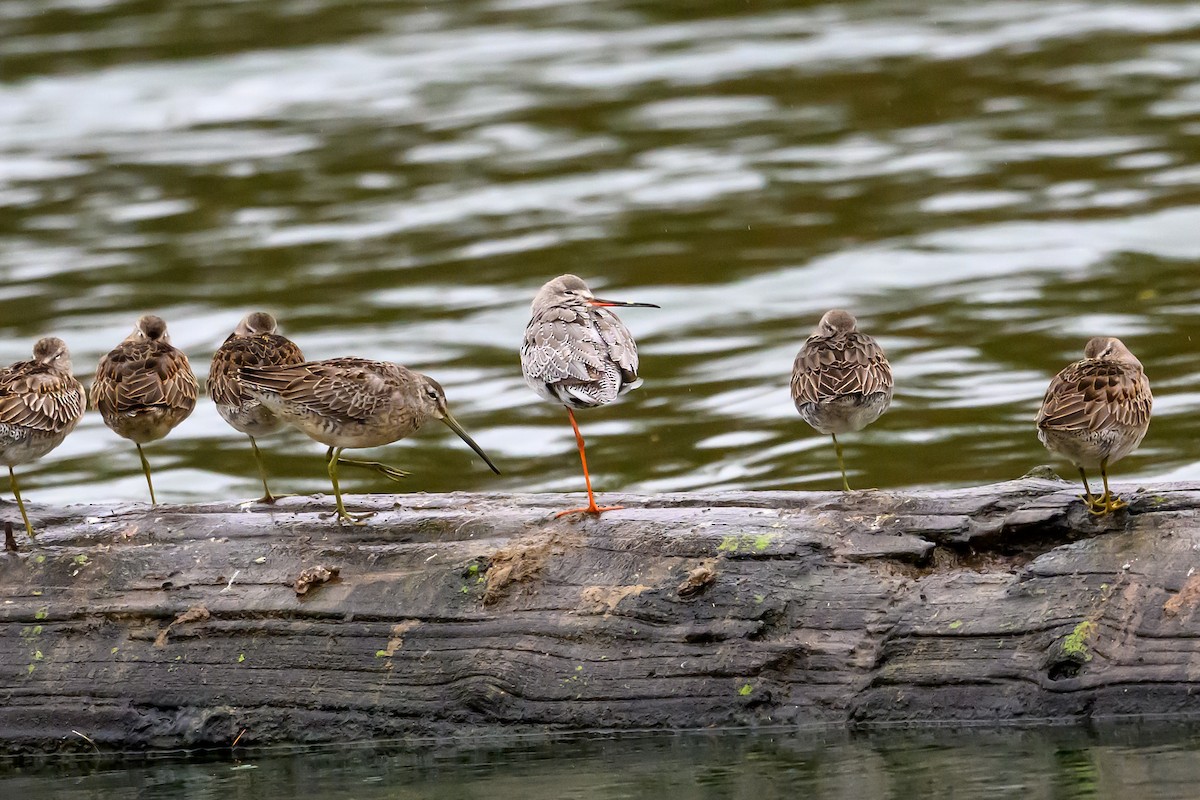 Spotted Redshank - ML644120329