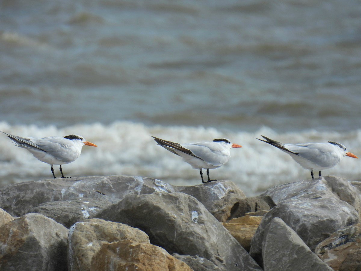 Royal Tern - ML644120331