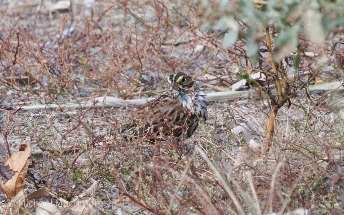 Savannah Sparrow - ML644120337