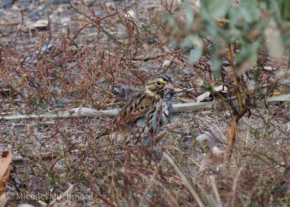 Savannah Sparrow - ML644120338