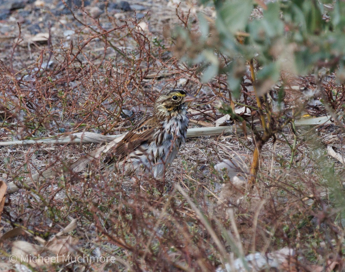 Savannah Sparrow - ML644120339