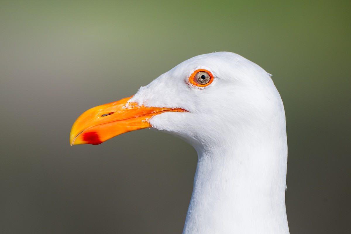 Western Gull - ML644120354