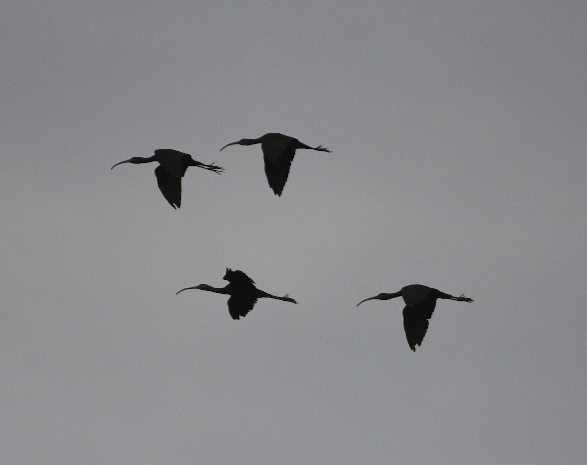 White-faced Ibis - ML644120355