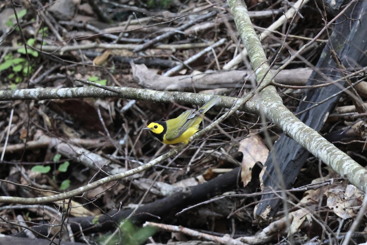 Hooded Warbler - ML644120375