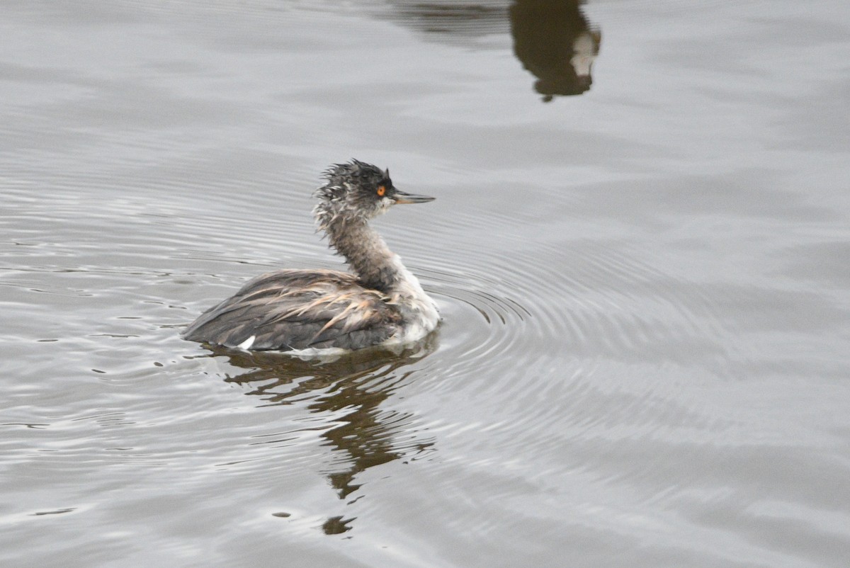 Eared Grebe - ML644120383