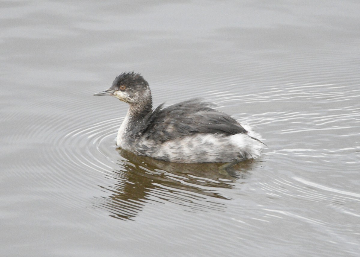 Eared Grebe - ML644120384