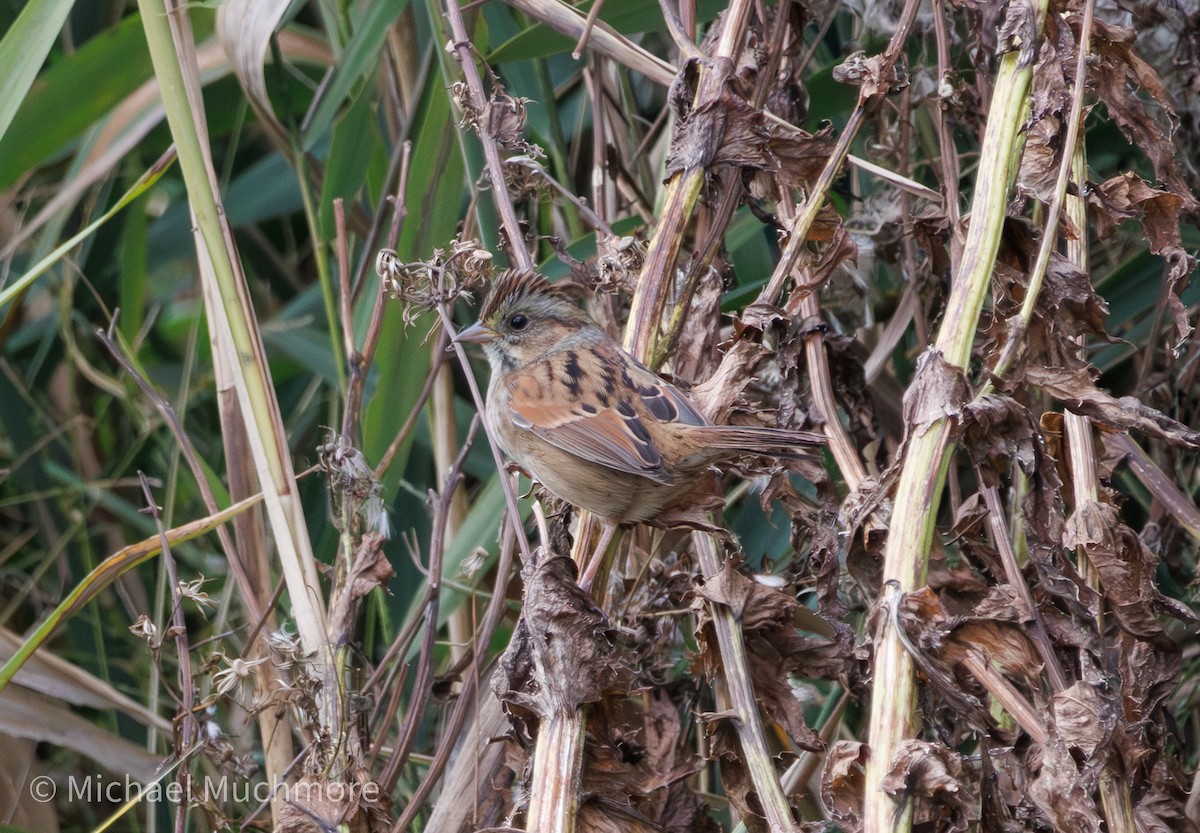 Swamp Sparrow - ML644120387