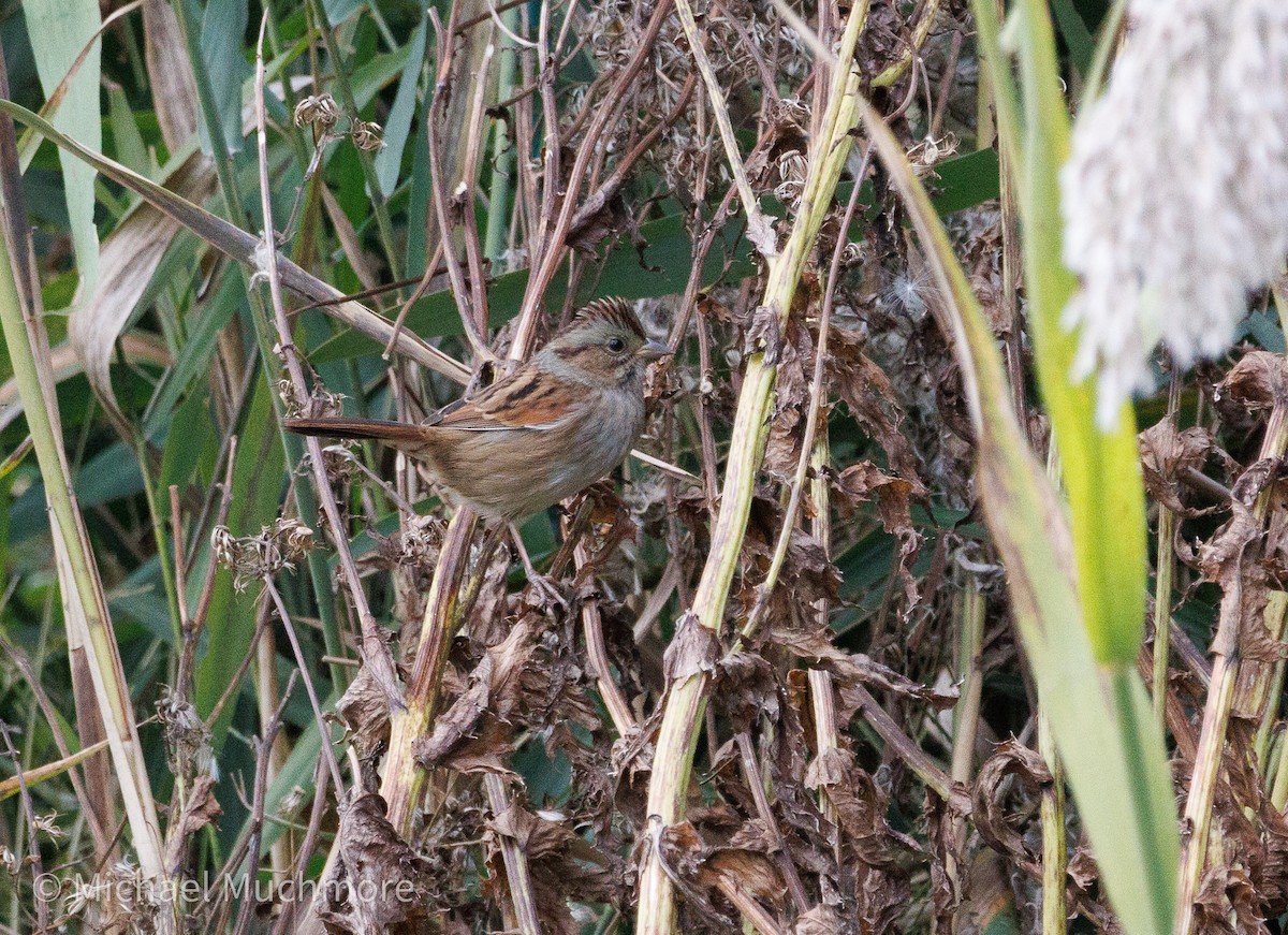 Swamp Sparrow - ML644120389