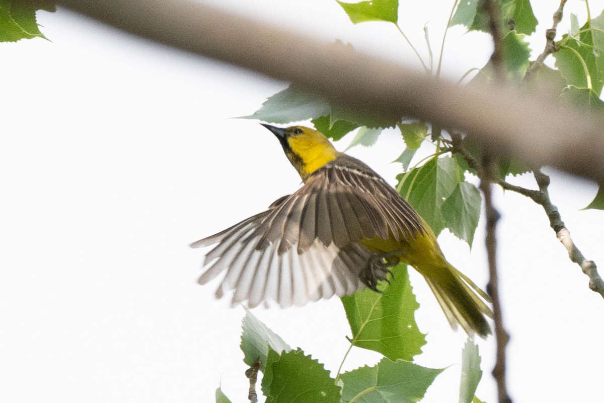 Orchard Oriole - ML644120390