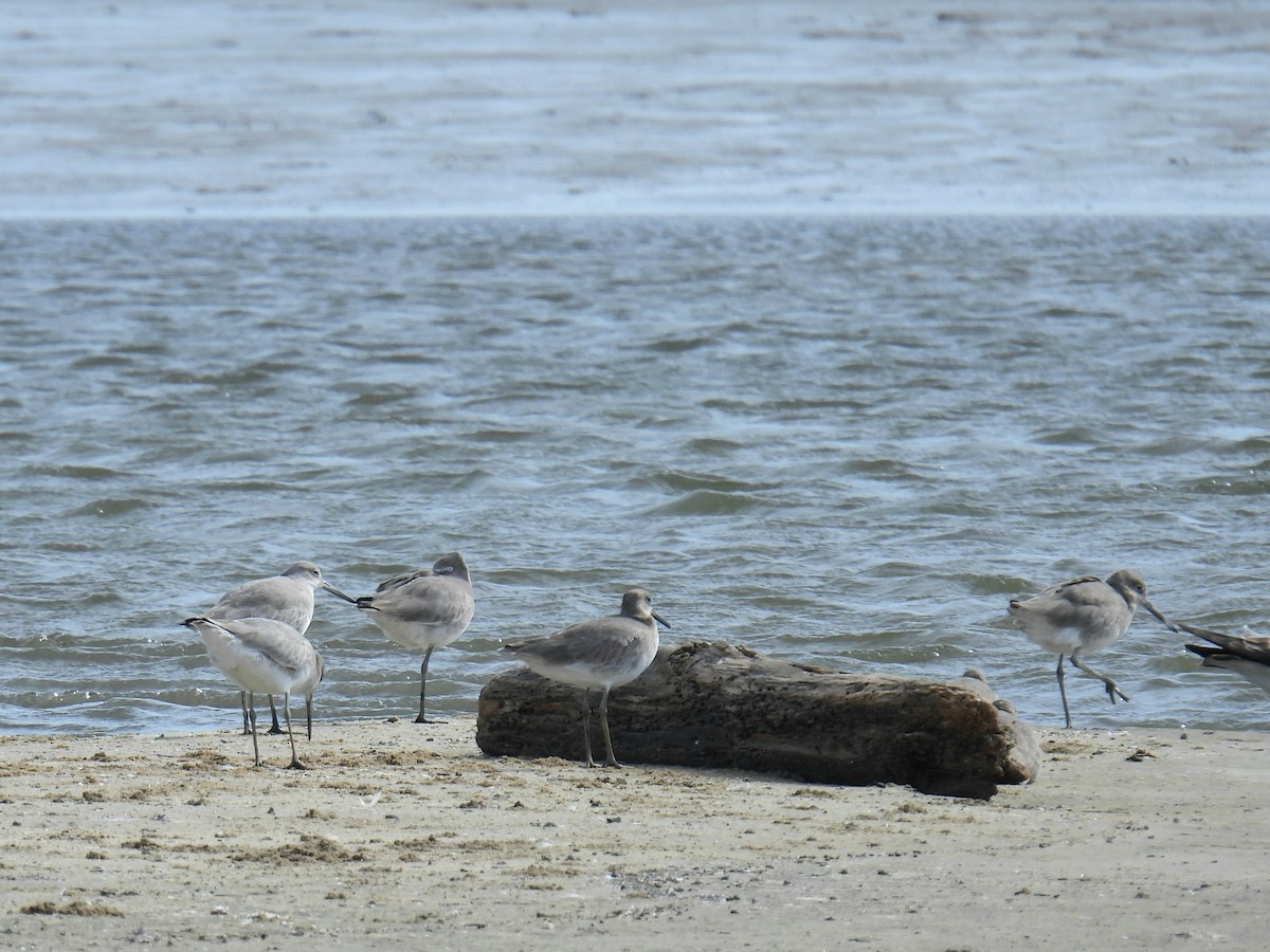 Willet - ML644120391