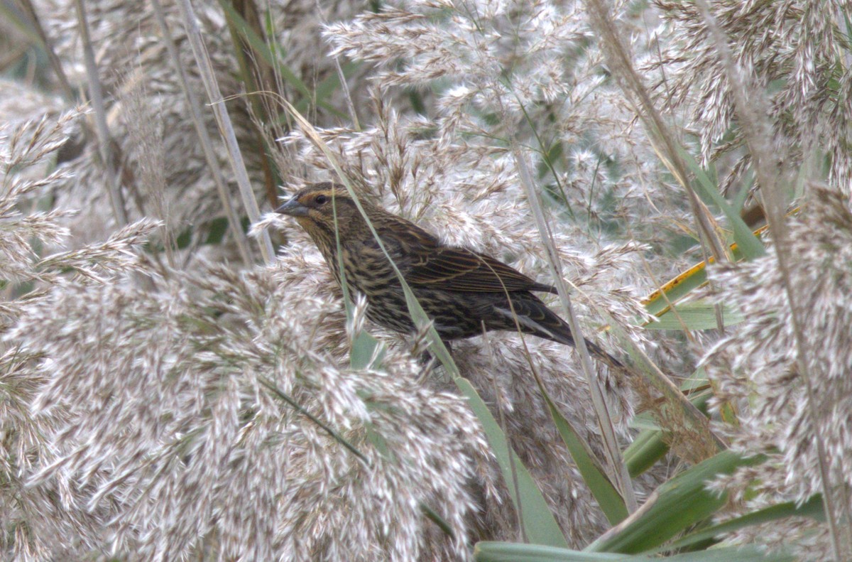 Red-winged Blackbird - ML644120402