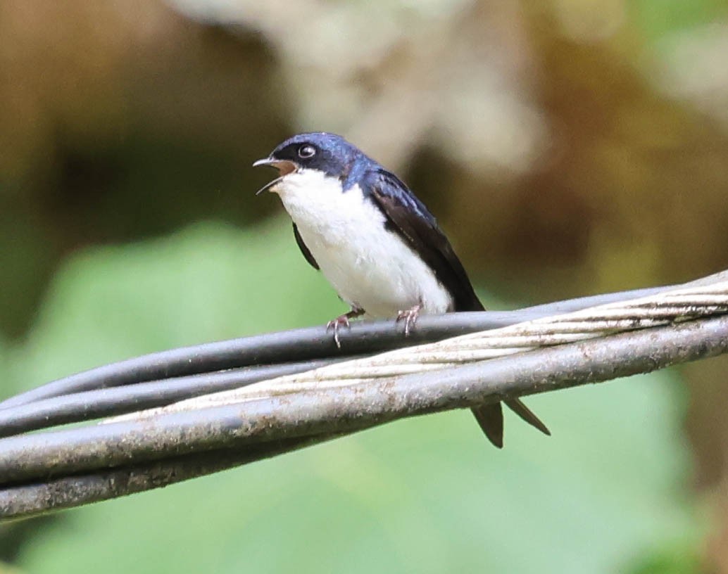 Blue-and-white Swallow - ML644120404