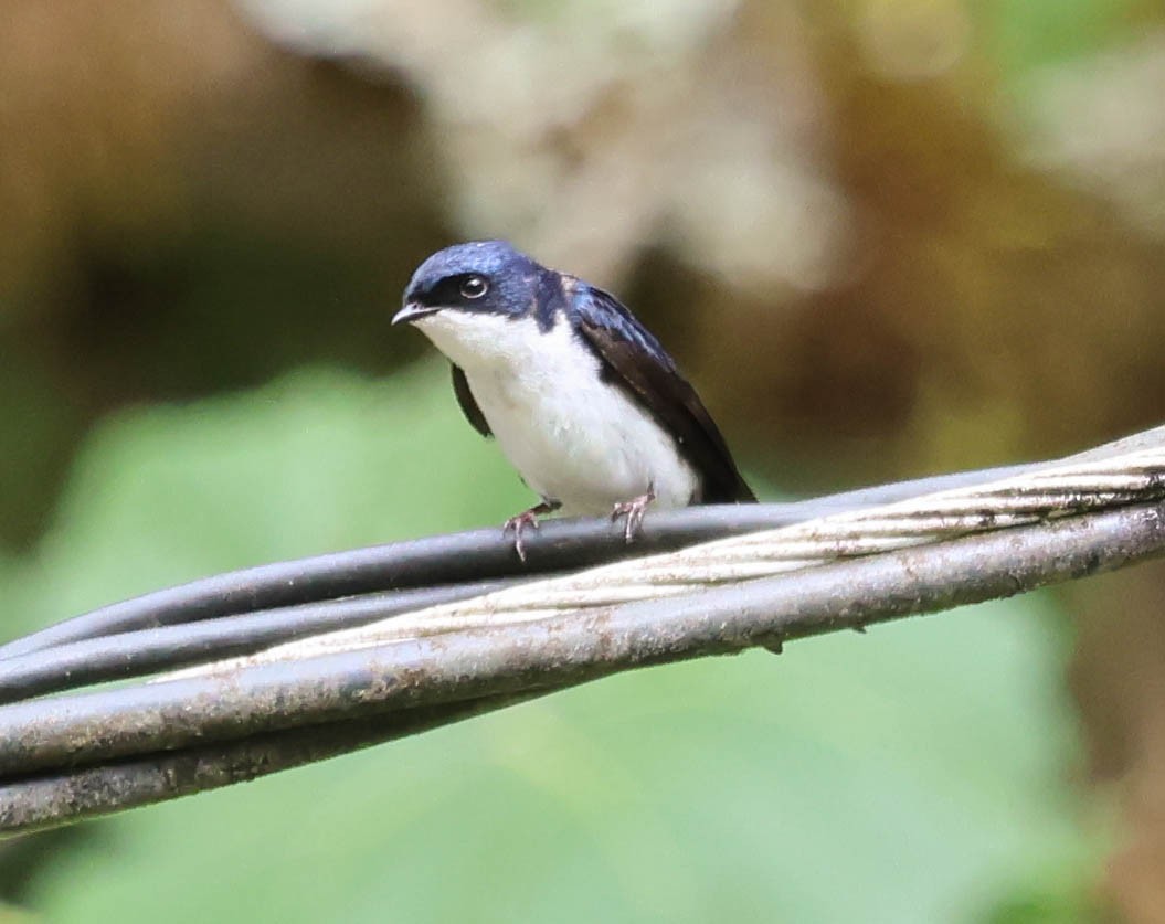 Blue-and-white Swallow - ML644120405