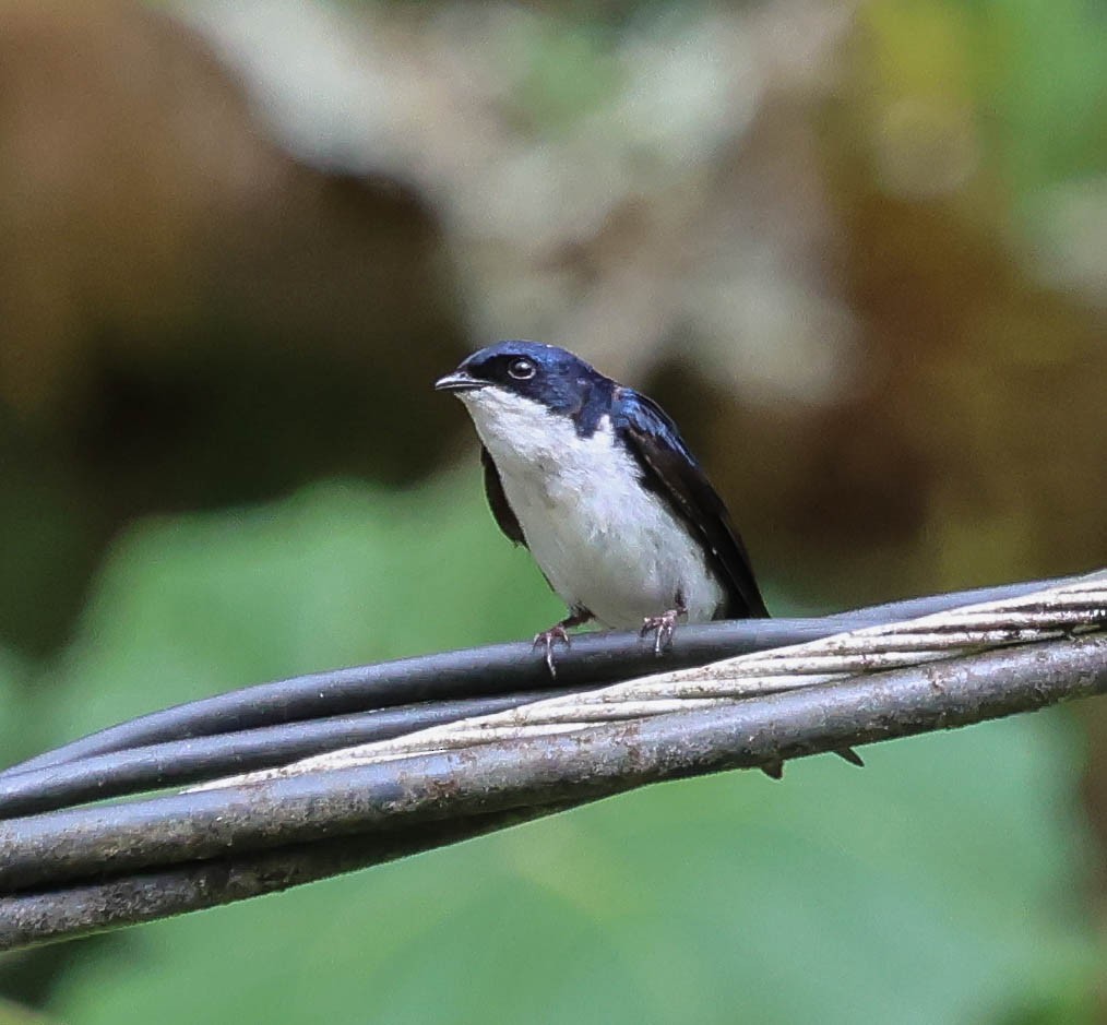 Blue-and-white Swallow - ML644120406