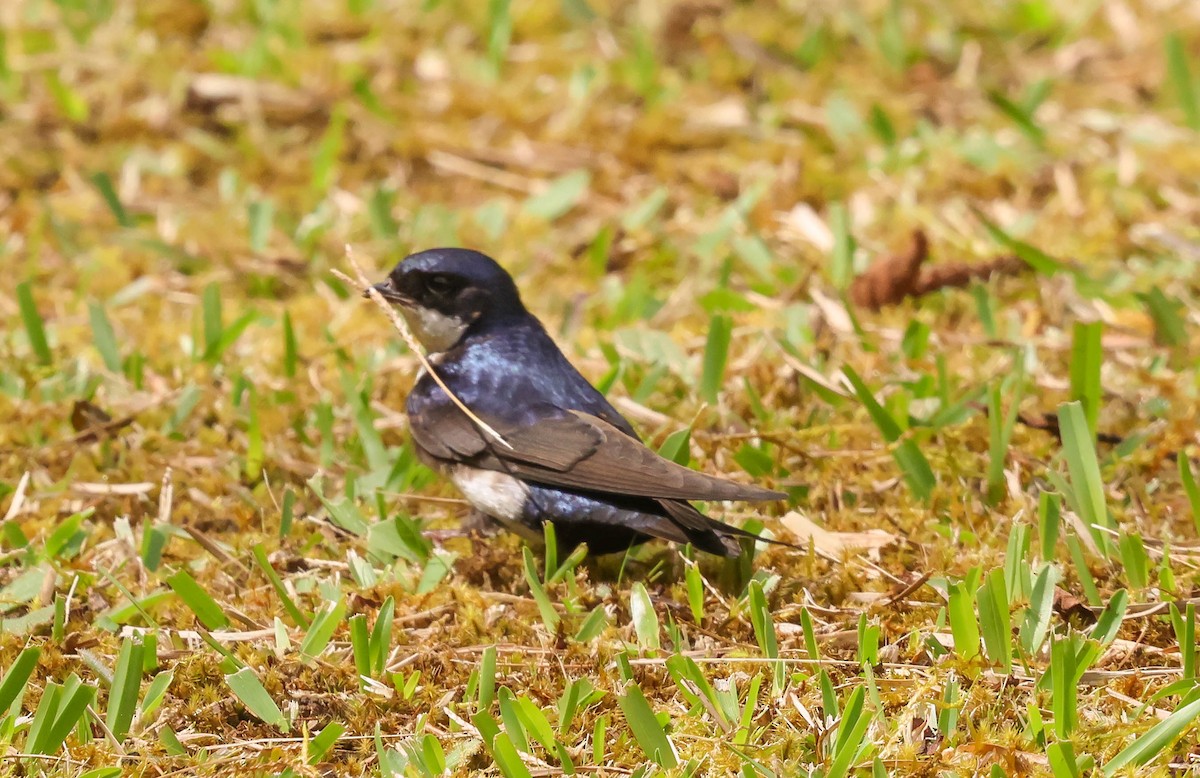Blue-and-white Swallow - ML644120407