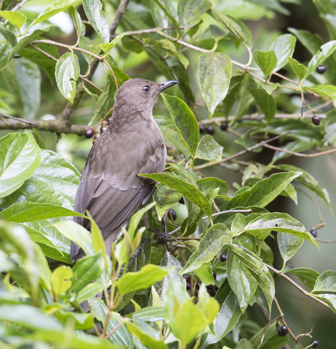 Mountain Thrush - ML644120412