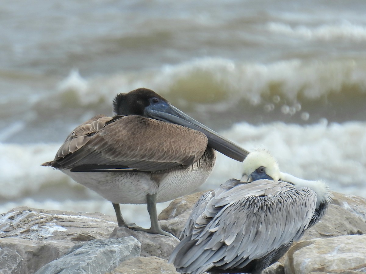 Brown Pelican - ML644120413