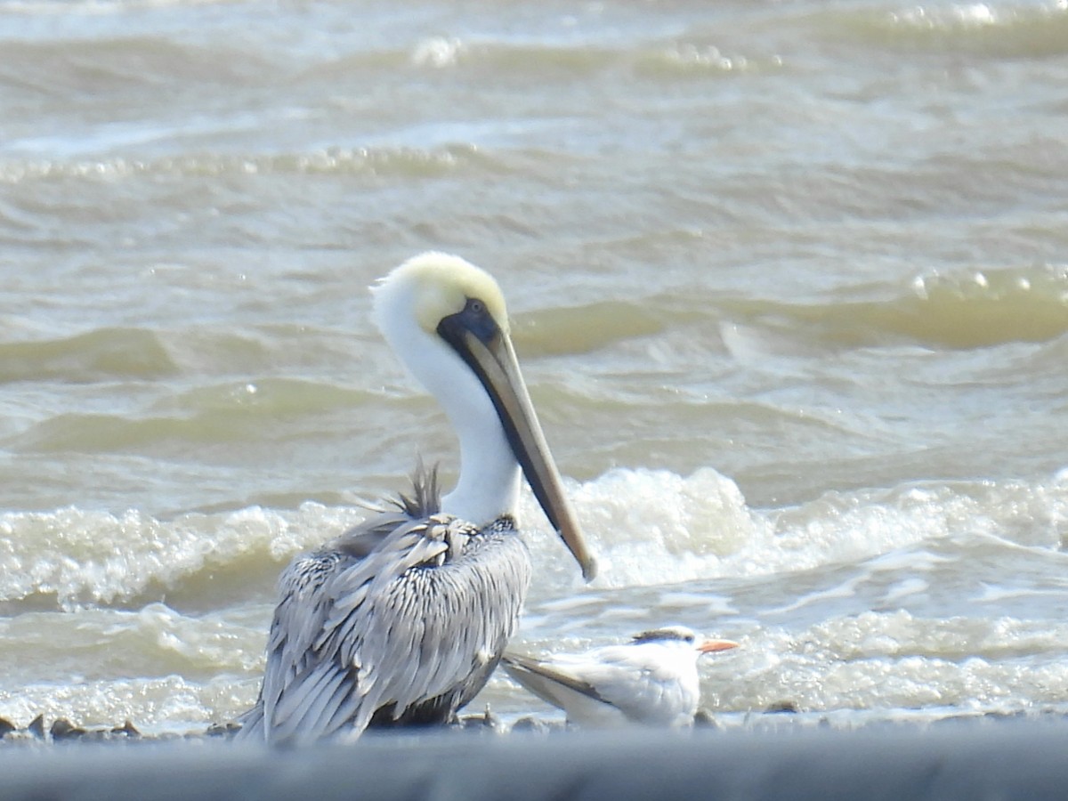 Brown Pelican - ML644120414