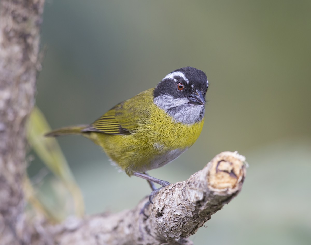 Sooty-capped Chlorospingus - ML644120415