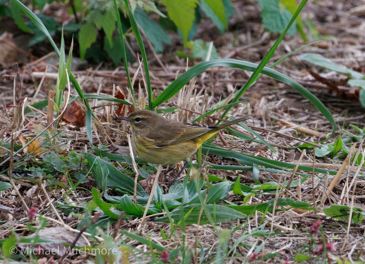 Palm Warbler - ML644120418