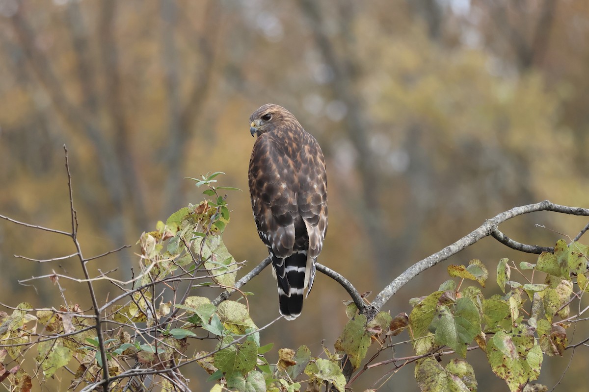 Red-shouldered Hawk - ML644120422