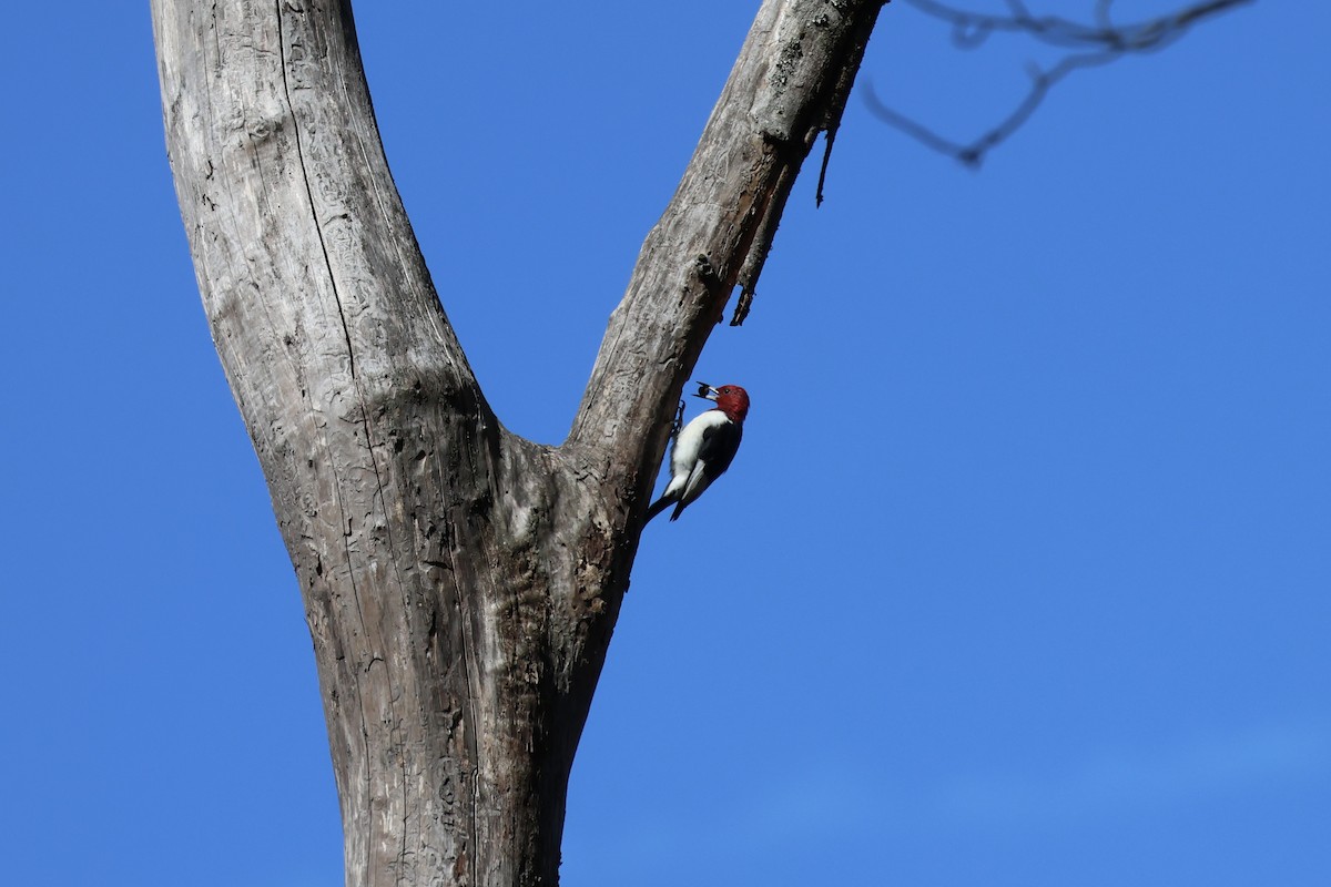Red-headed Woodpecker - ML644120426