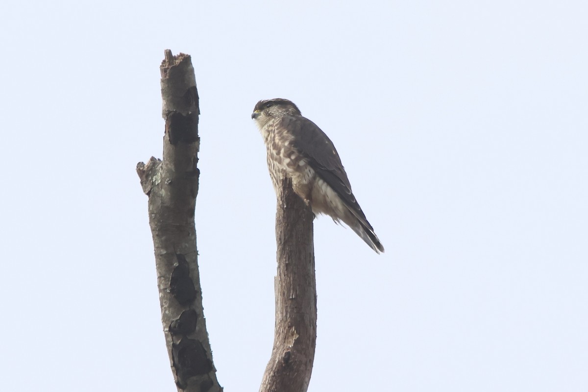 灰背隼 - ML644120427