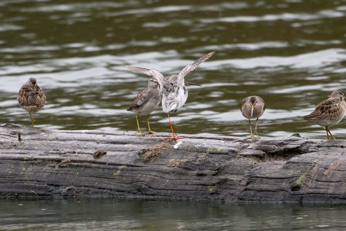 Spotted Redshank - ML644120432