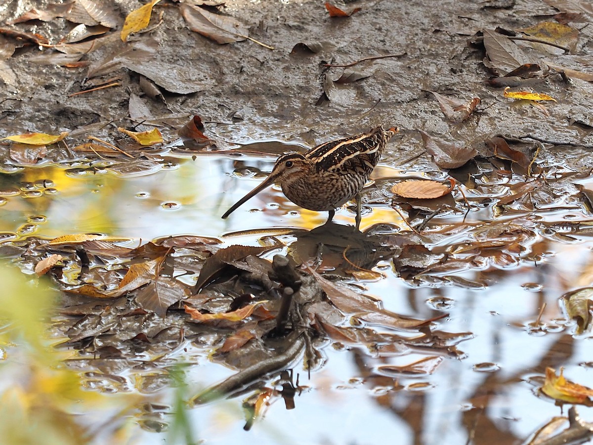 Wilson's Snipe - ML644120436