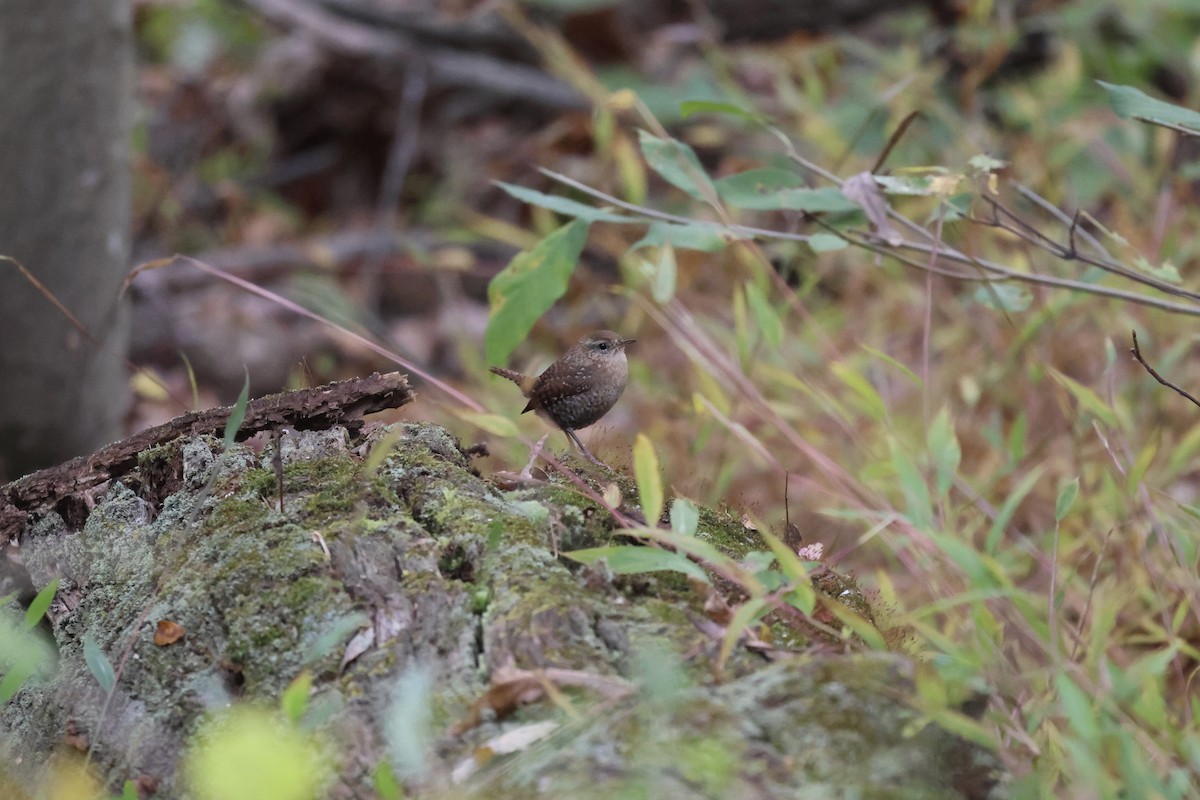 Winter Wren - ML644120437