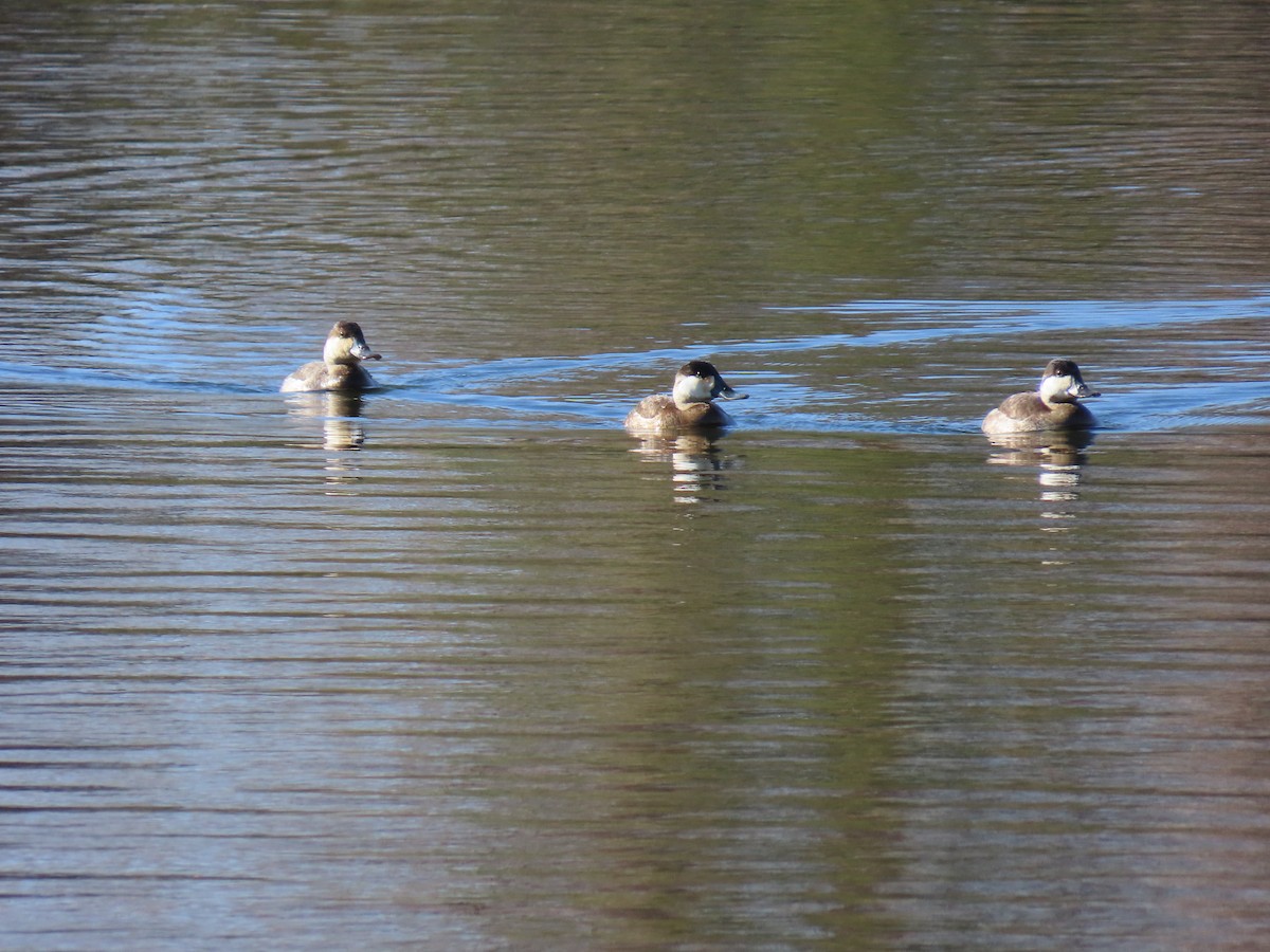 Ruddy Duck - ML644120445