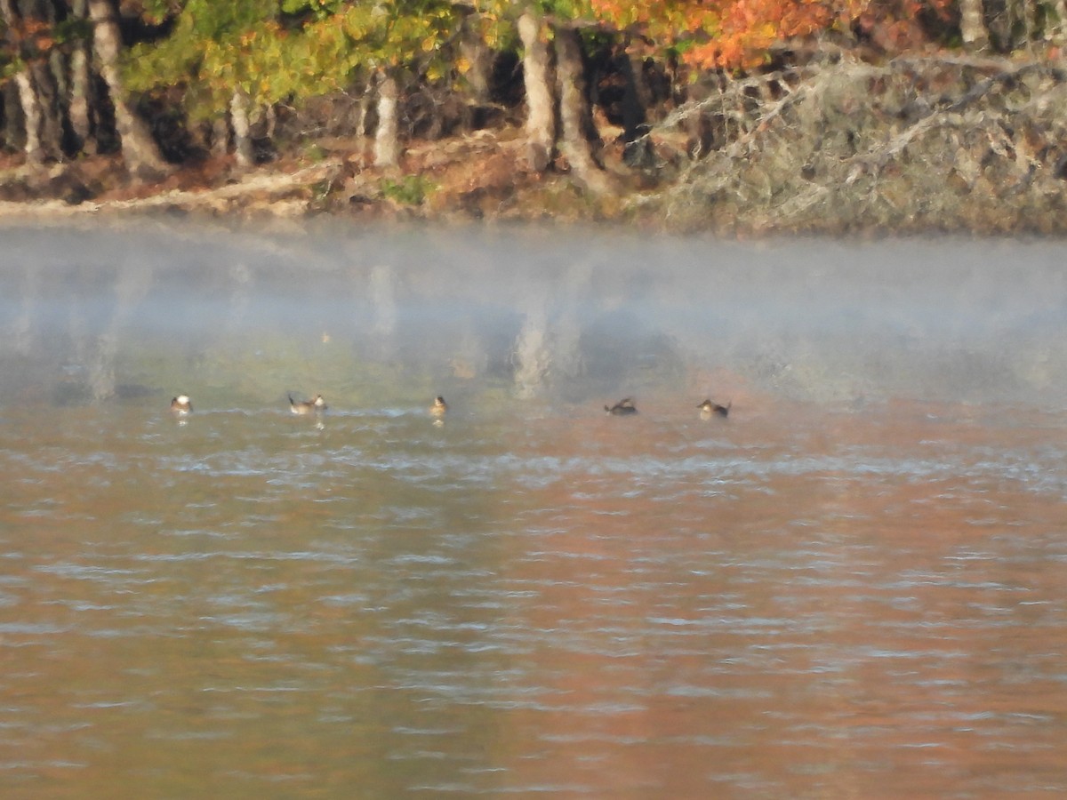 Ruddy Duck - ML644120454